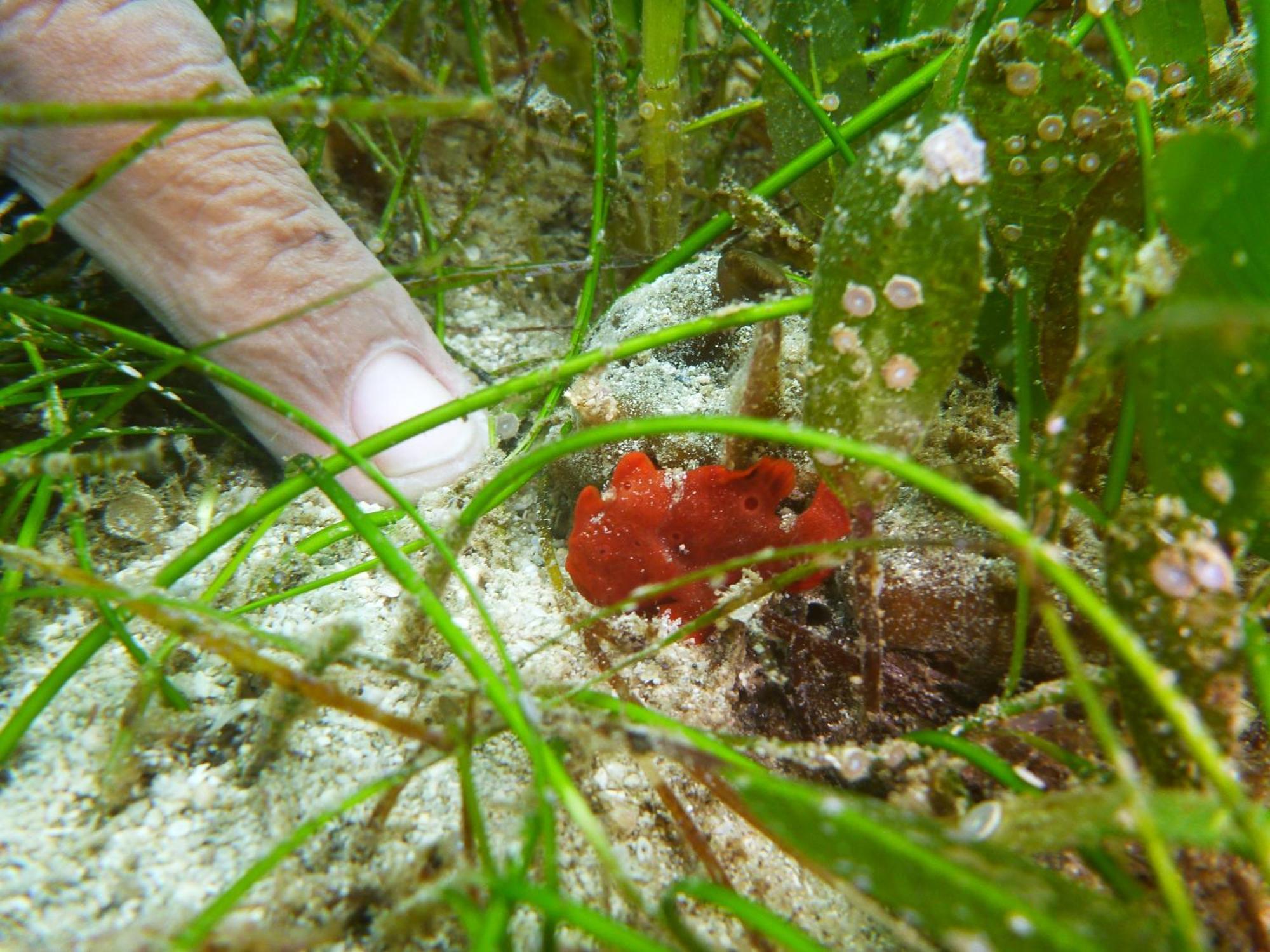 Dive Spot Asia And Brumini Beach Resort Boljoon Экстерьер фото